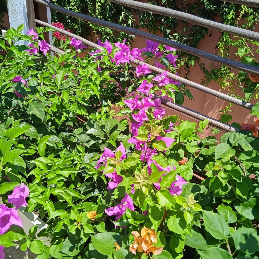 Color Hostel 帕洛米诺 外观 照片